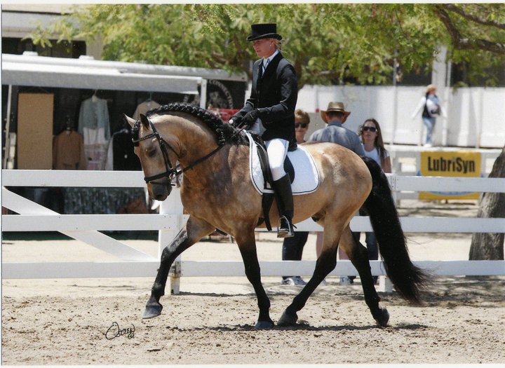 Star Shadow - Warlander Dressage Stallion